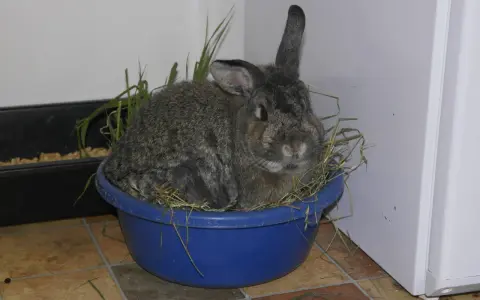 Ein Kaninchen sitzt in einem blauen Napf mit Heu. Die Frage, wie lange muss heu trocknen, beschäftigt viele Tierhalter.