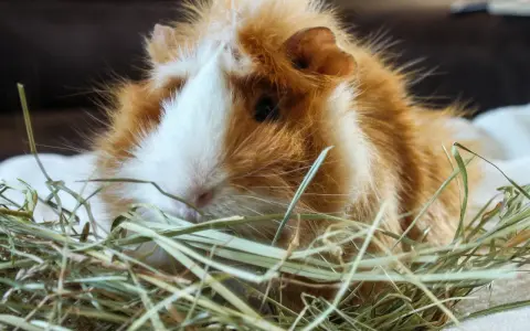 Ein flauschiges Meerschweinchen mit orange-weißer Fellzeichnung ruht in Heu. Wie alt werden Meerschweinchen? Mit guter Pflege können sie 5-8 Jahre alt werden.