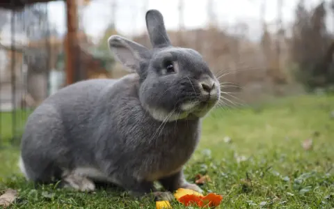 Ein grauer Marburger Feh-Hase sitzt im Gras und knabbert an einem Stück Karotte.