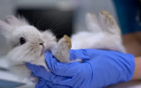 Ein Tierarzt behandelt ein Kaninchen, das auf dem Rücken liegt. Die Behandlung von Kokzidien ist wichtig für die Gesundheit des kleinen Tieres.