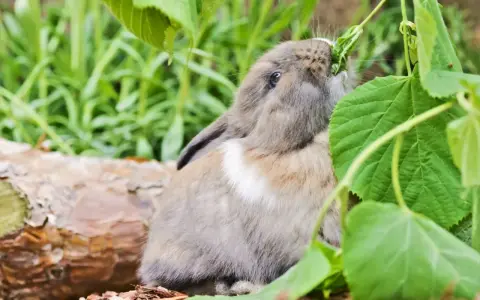 Ein Zwergkaninchen knabbert genüsslich an grünen Blättern. So sieht man, was Zwergkaninchen fressen: frisches Grünzeug!