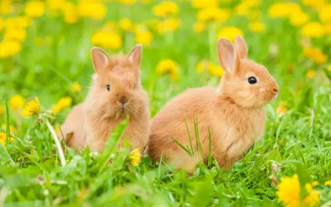 Zwei süße Kaninchen sitzen im Gras, umgeben von gelben Löwenzahnblüten. Ein kleiner Kaninchenrudel im Frühling.