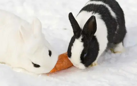 Zwei Kaninchen, ein weißes und ein schwarz-weißes, teilen sich eine Karotte im Schnee. Selbst bei Kaninchen Minusgraden schmeckt die Möhre!
