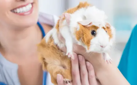 Tierärztin untersucht ein Meerschweinchen, das sie sanft hält. Die Flankenatmung des Meerschweinchens wird beurteilt.