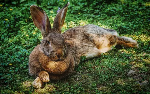Großes Kaninchen liegt entspannt im Gras. Die langen Ohren sind aufgestellt, ein Zeichen, dass das Kaninchen zu warm anzeigt und versucht, sich abzukühlen.