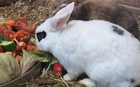Ein weißer Rex-Hase mit schwarzen Flecken frisst genüsslich Gemüse.