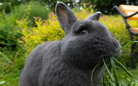 Ein blaugraues Wiener Kaninchen knabbert genüsslich frisches Gras im Garten.