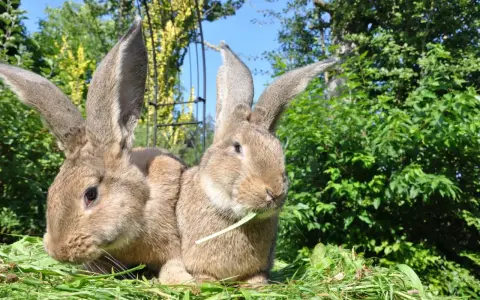Zwei riesige Kaninchen mit langen Ohren sitzen im Gras. Eines knabbert an einem grünen Halm.