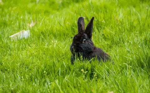 Ein kleines schwarzes Kaninchen lugt neugierig aus dem hohen, grünen Gras.