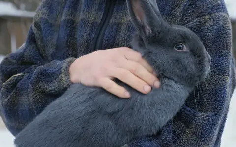 Ein Mann hält ein großes, blaues Lohkaninchen im Arm. Das Tier hat ein dichtes, graues Fell und lange Ohren.