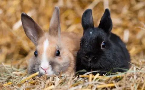 Zwei Zwergkaninchen, ein hellbraunes und ein schwarzes, kuscheln sich im Stroh. Eine Vielfalt an Zwergkaninchen Rassen von A bis Z.