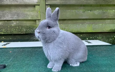 Ein flauschiges, graues Kaninchen mit großen Ohren sitzt auf einer grünen Matte. Es sieht aus wie ein kleines, blaues Holicer-Wesen, das die Welt erkundet.