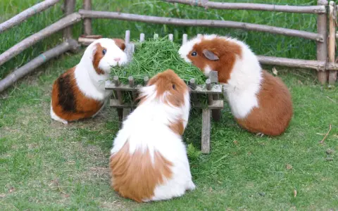 Drei Meerschweinchen als Haustier fressen genüsslich aus einem Futtertrog im Freien.