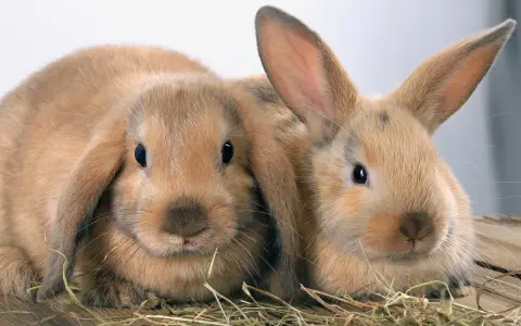 Zwei süße Kaninchen, vielleicht Zwergwidder, kuscheln sich im Heu. Verschiedene Kaninchen Rassen sind faszinierend.