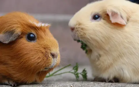 Zwei Meerschweinchen, eines braun, das andere hellbeige, fressen gemeinsam Petersilie. Niemals ein Meerschweinchen alleine halten!