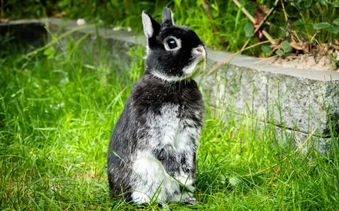 Ein schwarz-weißes Kaninchen sitzt aufmerksam im Gras. Seine aufgerichteten Ohren und der Blick nach oben deuten auf sein Verhalten hin, vielleicht lauscht es auf Geräusche.
