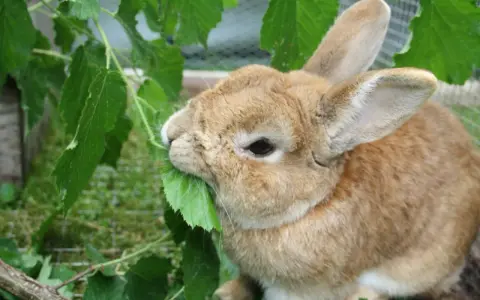 Ein braunes Kaninchen knabbert genüsslich an grünen Blättern. Vielleicht sind es sogar Blätter einer Thuja, die es als Leckerbissen entdeckt hat.
