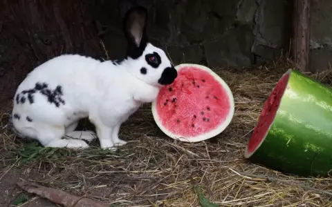 Ein schwarz-weiß geflecktes Kaninchen, das an einer Wassermelone schnuppert. Dieses deutsche Riesen Kaninchen genießt die süße Frucht.