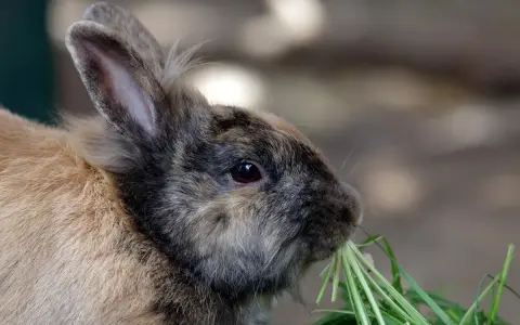 Ein süßer kaninchen frisst genüsslich grünes Gras. Er liebt es, wenn es nach Himbeeren riecht.