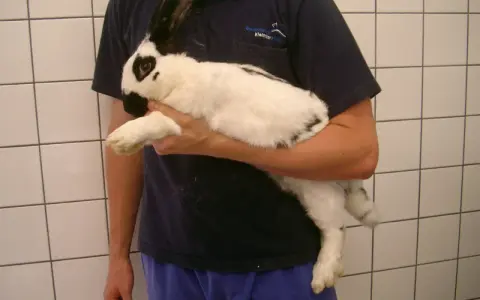 Ein weiß-schwarzes Kaninchen wird gehalten. Es könnte Anzeichen von Aufgasung zeigen, was eine tierärztliche Untersuchung erfordert.