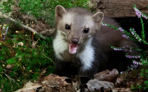 Ein Marder mit geöffnetem Maul, umgeben von Moos und Heidekraut. Man könnte fast meinen, er würde über seine Beute, die Kaninchen, fressen, sprechen.