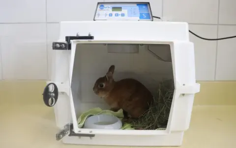 Kleines Kaninchen in einer Transportbox, das ängstlich wirkt. Es sitzt neben Heu und einer Wasserschale.