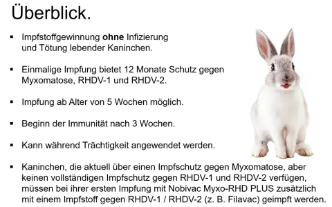 Ein süßes Kaninchen sitzt und wartet auf seine Impfung.
