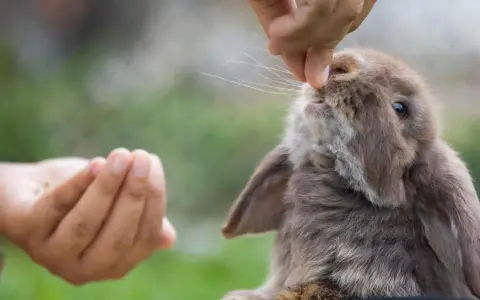 Ein kleines, braunes Kaninchen schnuppert neugierig an einer Hand, die ihm gerade ein Leckerli, vielleicht ein Stück Walnuss, reicht.