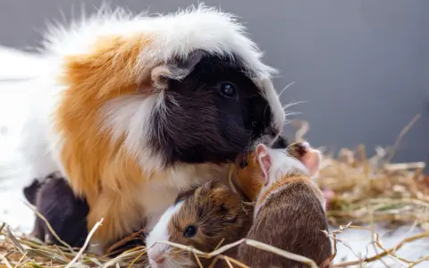 Ein Meerschweinchen-Familienporträt im Heu. Die Welt aus ihrer Perspektive ist kuschelig und voller kleiner Entdeckungen.