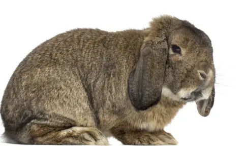 Ein braunes Kaninchen mit Schlappohren, das an ein deutsches Riesen Gewicht erinnert, sitzt auf weißem Hintergrund.