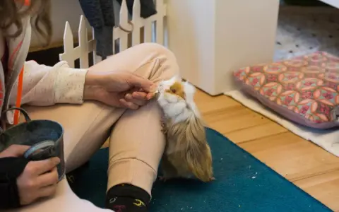 Ein zahmes Meerschweinchen wird von einer Hand mit einem Leckerli gefüttert.
