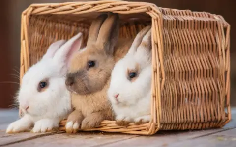 Drei süße Kaninchen, weiß und braun, kuscheln in einem Korb. Vielleicht sucht hier ein Kaninchenpartner?
