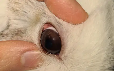 Nahaufnahme des Auges eines Kaninchens. Die Augen sind offen, aber es scheint, dass das Kaninchen tot ist.