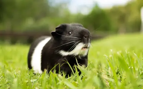 Ein schwarz-weißes Meerschweinchen sitzt im Gras und zeigt ein neugieriges Meerschweinchen Verhalten.
