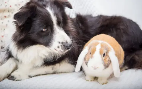 Ein Border Collie liegt neben einem niedlichen Kaninchen. Die beiden scheinen beste Freunde zu sein.
