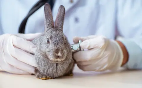 Tierarzt untersucht Kaninchen. Bei Schmerzen ist schmerzmittel kaninchen rezeptfrei eine Option, aber nur nach Absprache.