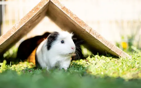 Ein weißes Meerschweinchen mit schwarzer Kappe erkundet seinen Auslauf in der Wohnung, versteckt sich unter einem Holzhaus.