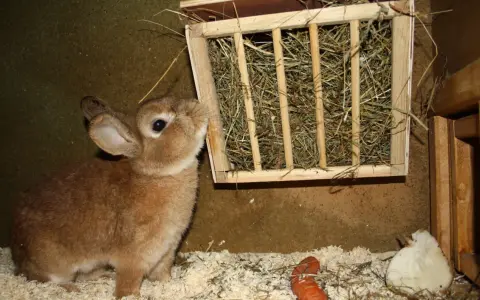 Braunes Kaninchen schaut neugierig auf einen selbstgebauten Heuraufe. Ein Karottenstück liegt daneben.