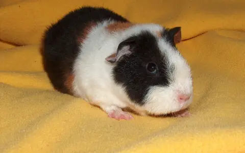 Ein süßes rosetten meerschweinchen mit schwarz-weißer und brauner Fellzeichnung liegt auf einem gelben Stoff.