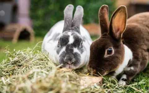 Zwei süße Kaninchen, eines grau-weiß gefleckt, das andere braun-weiß, knabbern genüsslich an Heu. Sie sind wie kleine, flauschige koriander hasen.
