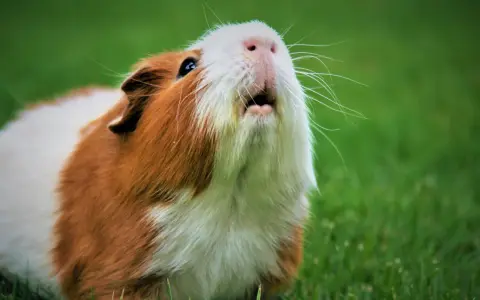 Ein Meerschweinchen mit braun-weißer Fellzeichnung sitzt im Gras und gurrt wie eine Taube.
