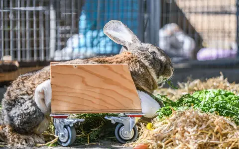 Ein Kaninchen mit einem Rollstuhl frisst genüsslich Grünzeug.