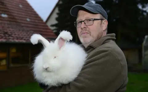Mann hält ein flauschiges Angorakaninchen im Arm. Das Kaninchen ist fast vollständig von seiner weißen Wolle verdeckt.