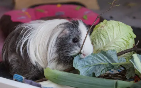 Ein flauschiges Meerschweinchen knabbert genüsslich an einem Blatt Feldsalat, daneben liegt ein Kohlkopf.