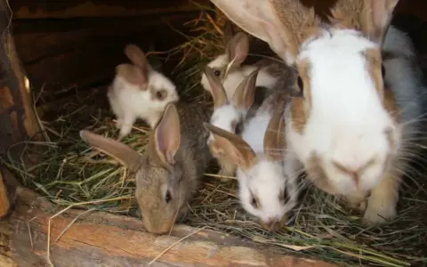 Einige Kaninchen kuscheln sich in ihrem gemütlichen kaninchen nest aus Stroh.