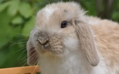 Ein süßer Widder Kaninchen mit langen Ohren und einem neugierigen Blick sitzt im Grünen.