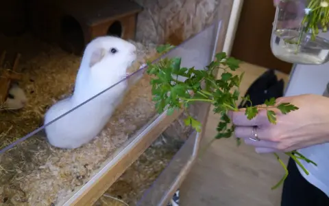 Ein weißes Meerschweinchen im Gehege freut sich über frische Petersilie, die ihm von einer Hand gereicht wird.