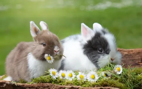 Zwei süße Kaninchen, eines braun und weiß, das andere schwarz und weiß, knabbern an Gänseblümchen. Sie sehen aus, als würden sie sich auf ein Frühstück mit Haferflocken freuen.
