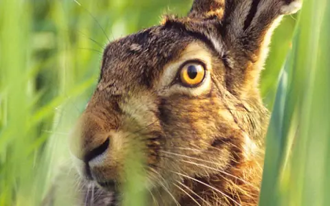 Ein Hase versteckt sich im hohen Gras. Seine großen, gelben hase augen blicken neugierig in die Ferne.