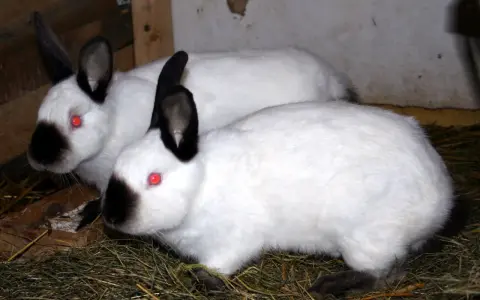 Zwei weiße Russen Kaninchen mit roten Augen und schwarzen Ohren und Nasen sitzen im Stroh.